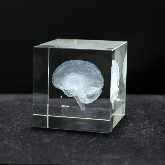 Antique Crystal 3D Brain Model Laser Engraving Brain Sculpture Figurines Home Decoration