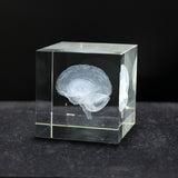 Antique Crystal 3D Brain Model Laser Engraving Brain Sculpture Figurines Home Decoration