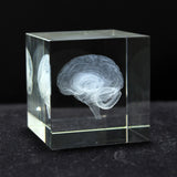 Antique Crystal 3D Brain Model Laser Engraving Brain Sculpture Figurines Home Decoration