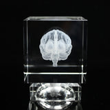 Antique Crystal 3D Brain Model Laser Engraving Brain Sculpture Figurines Home Decoration